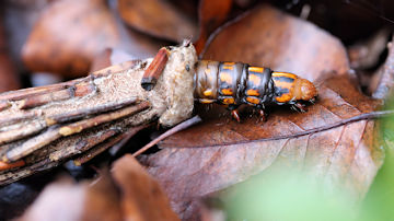 Wallpaper thumb: Case Moth (Metura elongatus)